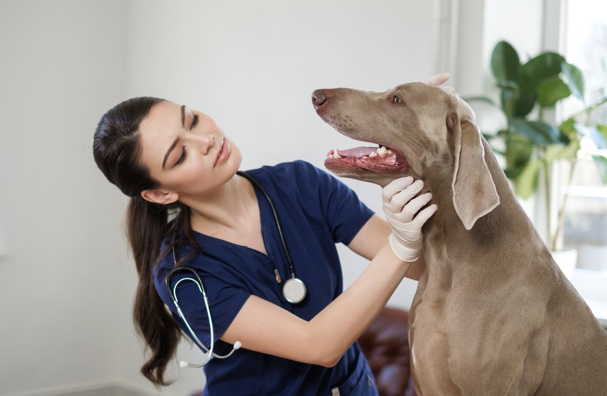 Recognizing and Responding to Kennel Cough Symptoms