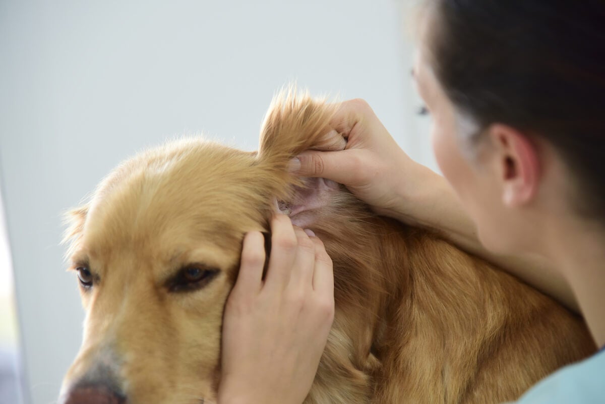 How to Recognize, Treat, and Prevent a Dog Ear Infection – Native Pet