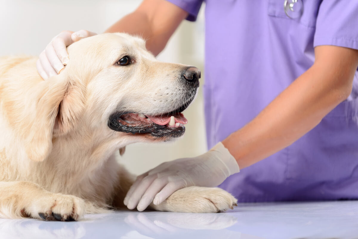 Hip dysplasia in dogs: vet petting a dog
