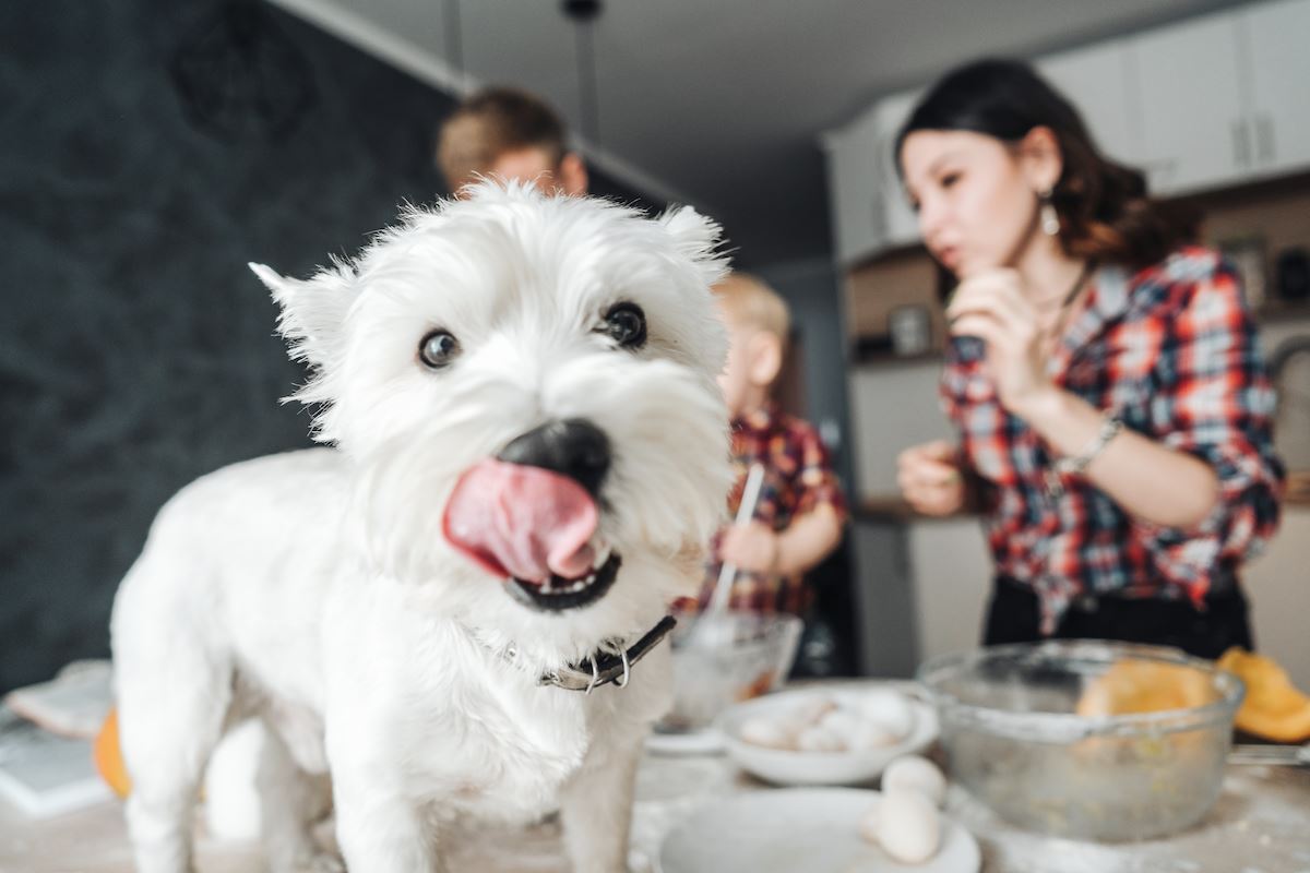 The Best Dog Food for Allergies and Other Treatment Options
