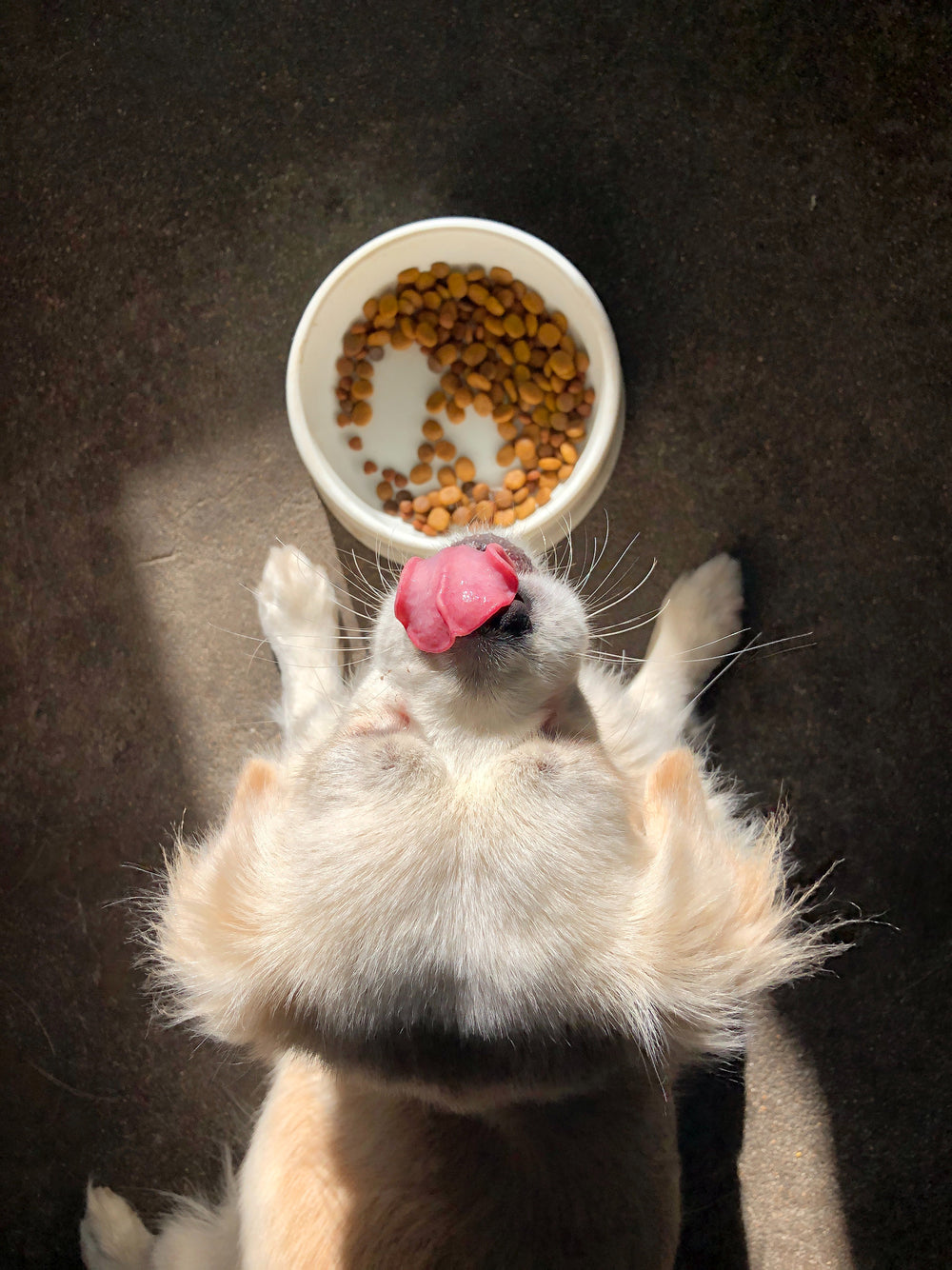 5 Simple Changes You Can Make to Improve Your Dog's Diet