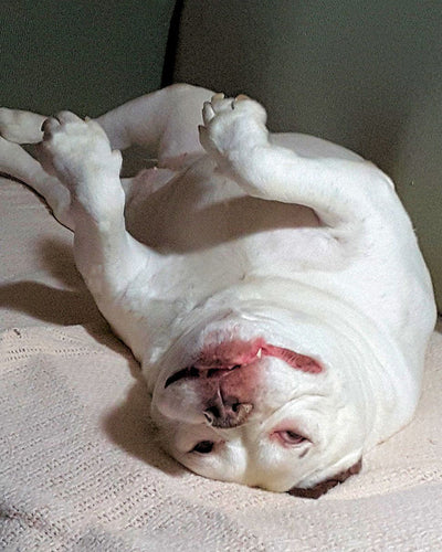 white bulldog lying down on its back on a couch