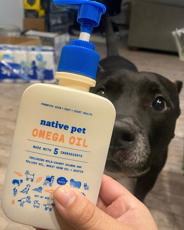 black dog looking at Native Pet Omega Oil