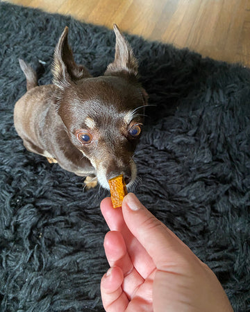 brown chihuahua looking at a Native Pet Relief Chew