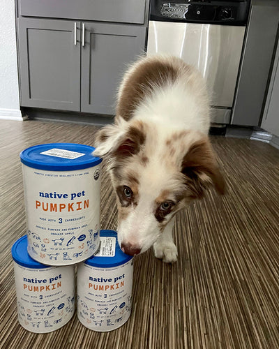 brown and white dog sniffing Native Pet Pumpkin Powder