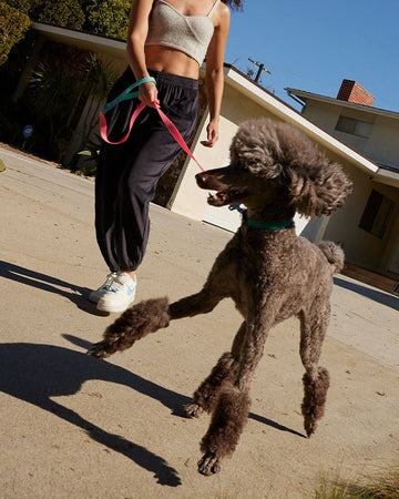 woman walking her brown poodle down a driveway 