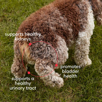 BLADDER CHEWS
