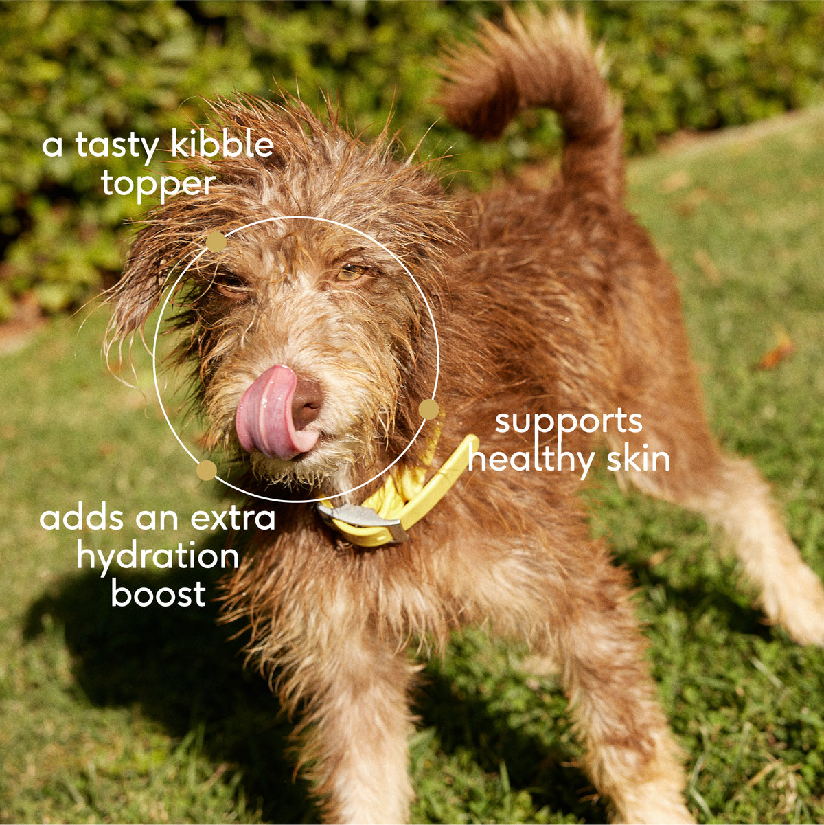 Native Pet Chicken Bone Broth for Dogs - Key Benefits