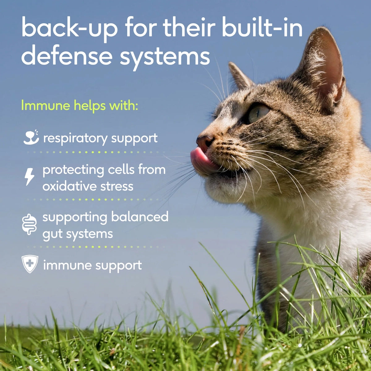 Immune for Cats