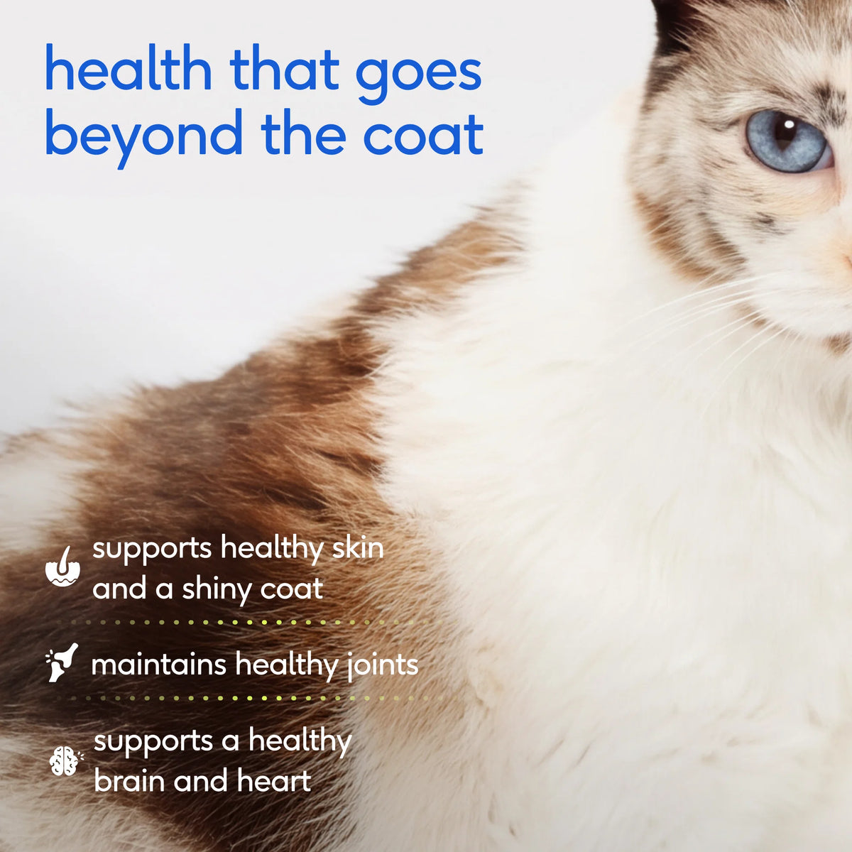Omega Oil for Cats