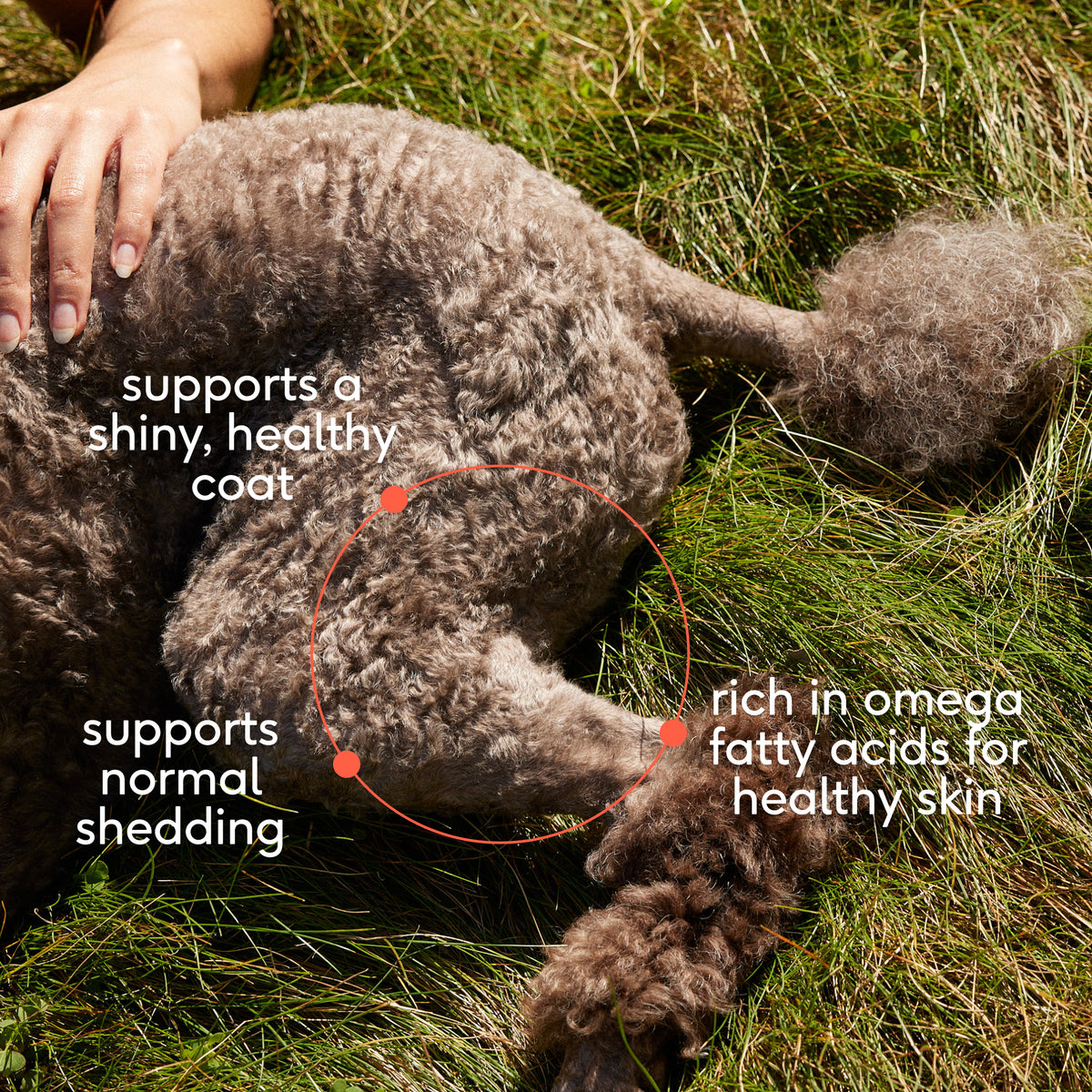 Native Pet Omega Oil for Dogs - Key Benefits