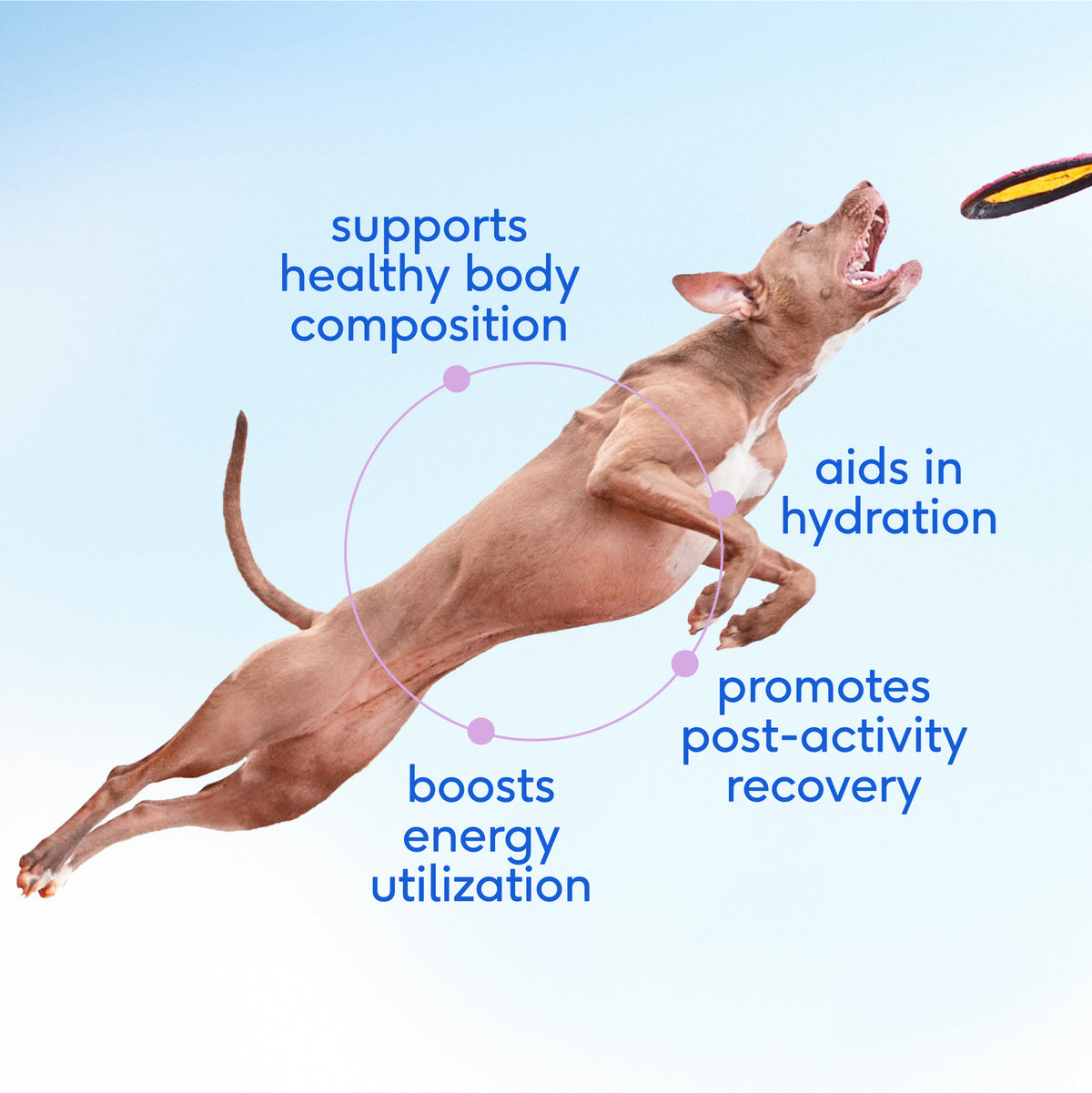 Native Pet Goat Milk for Dogs - Key Benefits