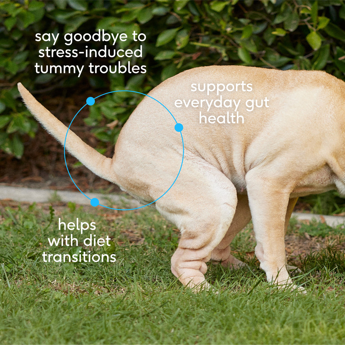 Native Pet Probiotic for Dogs - Key Benefits