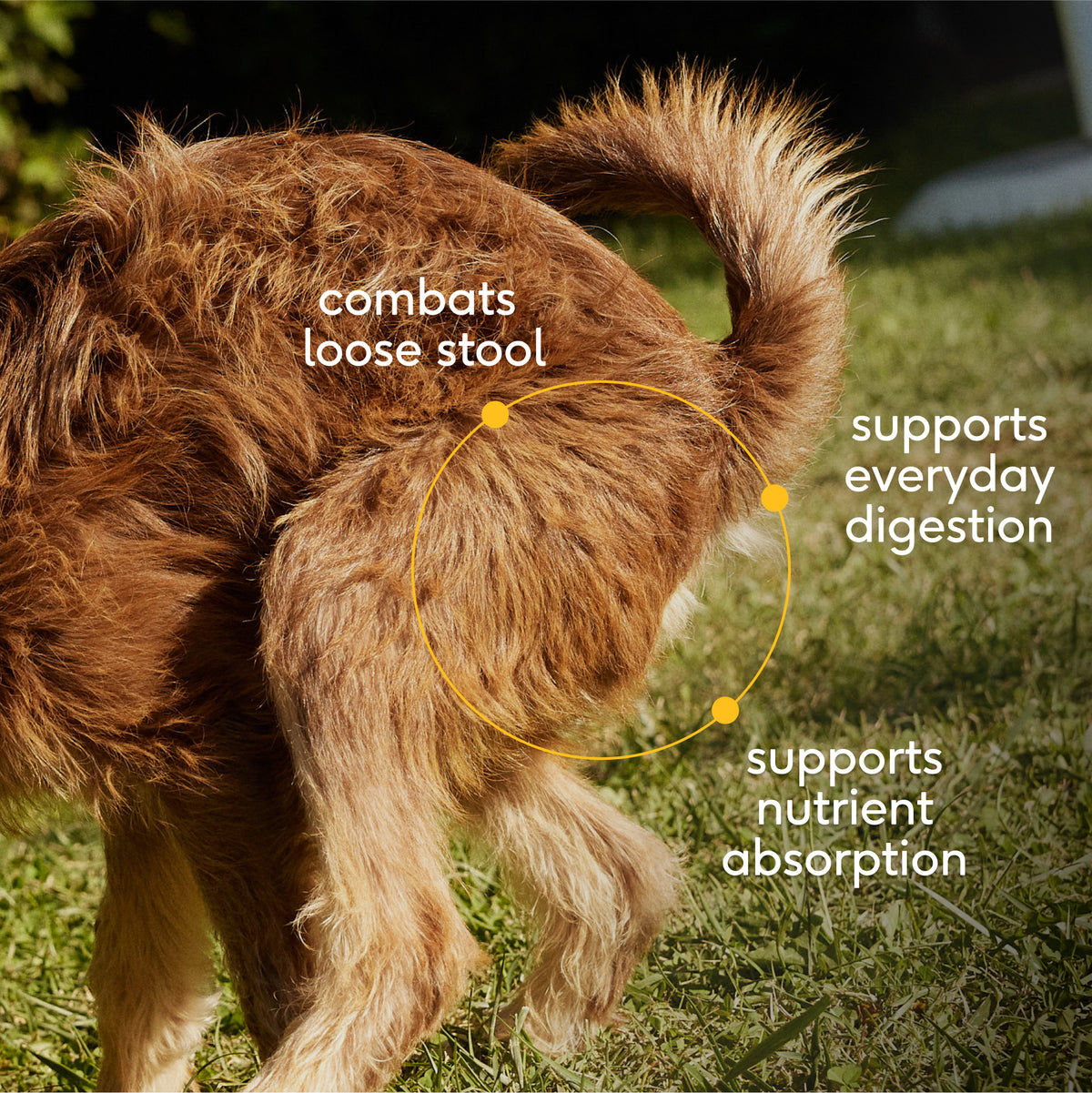 Native Pet Pumpkin for Dogs - Key Benefits