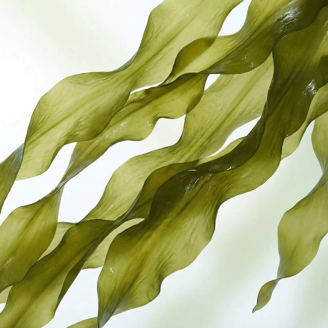 Native Pet Senior Daily for Dogs - DHA Ingredient