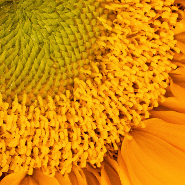 Native Pet Senior Daily for Dogs - VitaminE Ingredient