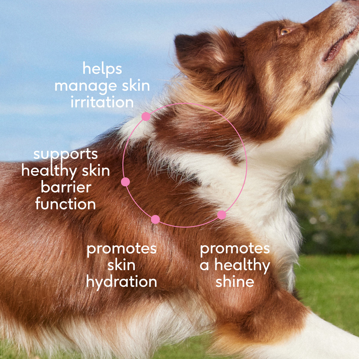 SKIN+COAT CHEWS