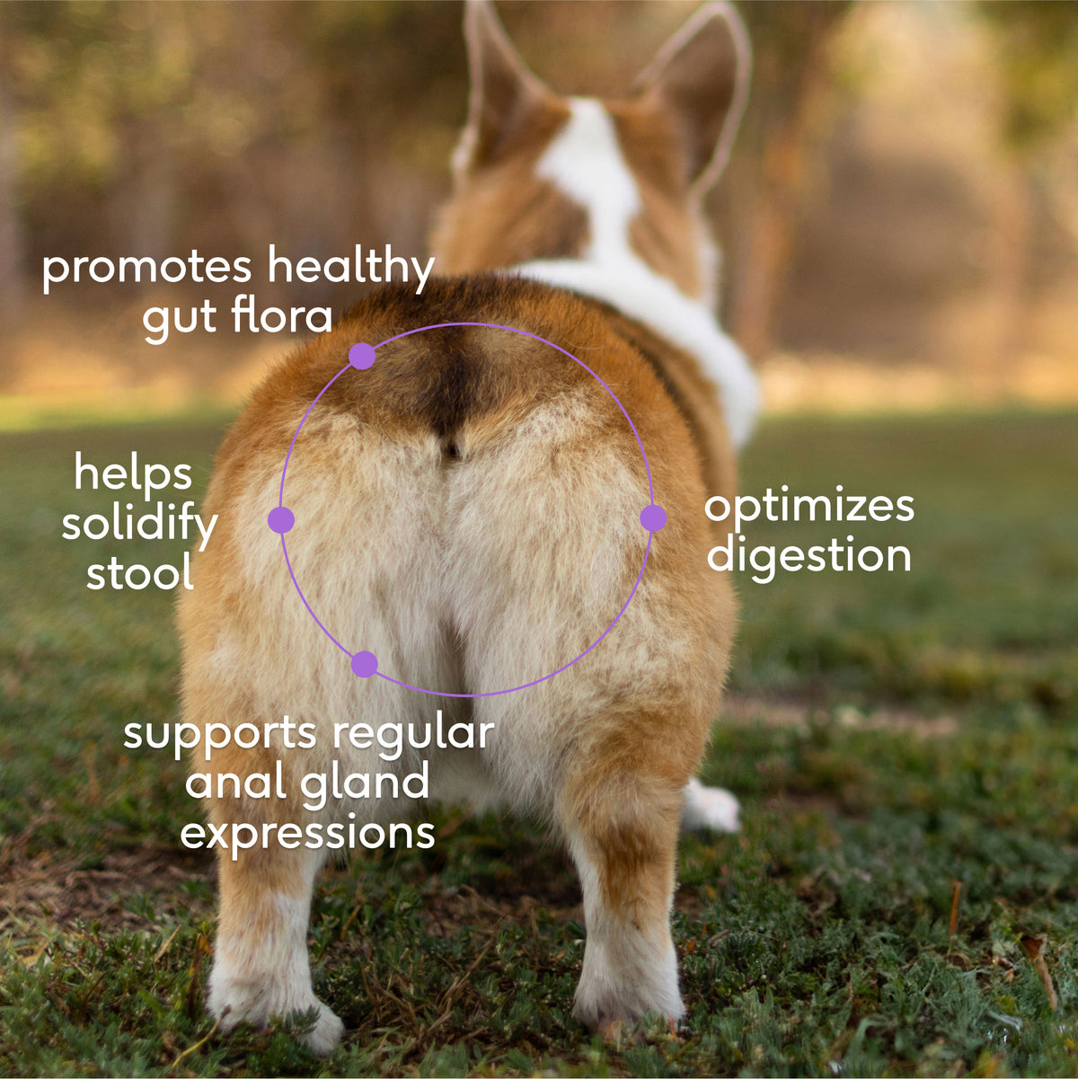 Native Pet Wondergland™ for Dogs - Key Benefits