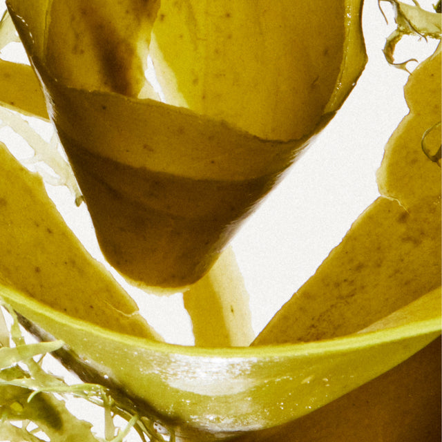 brown algae