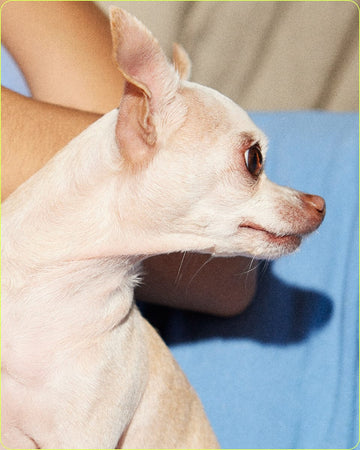 Close up photo of chihuahua