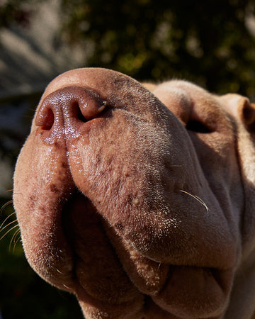 Close up photo of shar pei dog