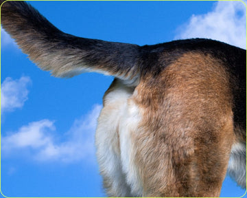  a dog's tail with a blue sky background