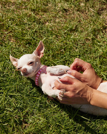 chihuahua getting belly rubs