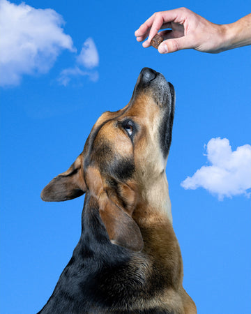 german shepard looking at a bladder chew that a person has in their hand with a blue sky background.