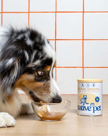 A dog eating a bowl of chicken bone broth with a canister of Native Pet chicken bone broth next to i