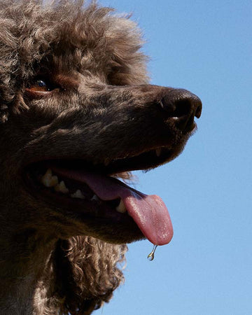 A grey poodle with their tongue sticking out and it's drooling
