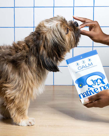 A small brown dog eating calm chews from someone's hand. The person's left hand has a pouch of Calm 