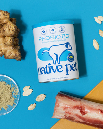 Native Pet Probiotic Canister on a blue background, next to ginger, pumpkin seeds, a bone, and powde