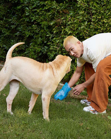 A man cleaning up dog poop with a blue bag. A dog is looking at the man