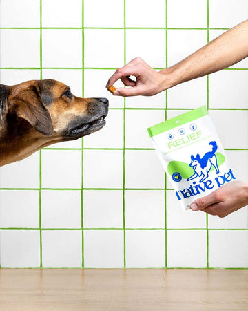 A dog sniffing relief chews from someone's hand. The person has a pouch of relief chews in the oppos