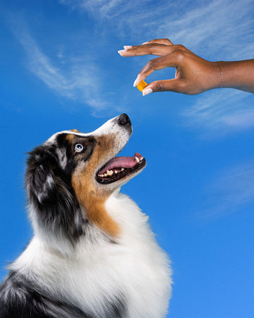  collie looking a relief chew that is in someone's hand with a blue sky background