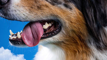 Close up of dog sticking out its tongue with blue sky background