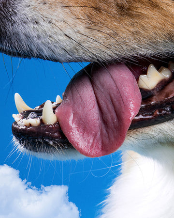 Close up of dog sticking out its tongue with blue sky background