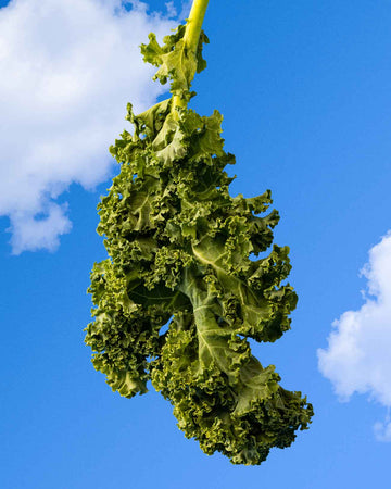  raw kale with blue sky background