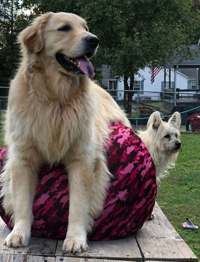 Two dogs outside.