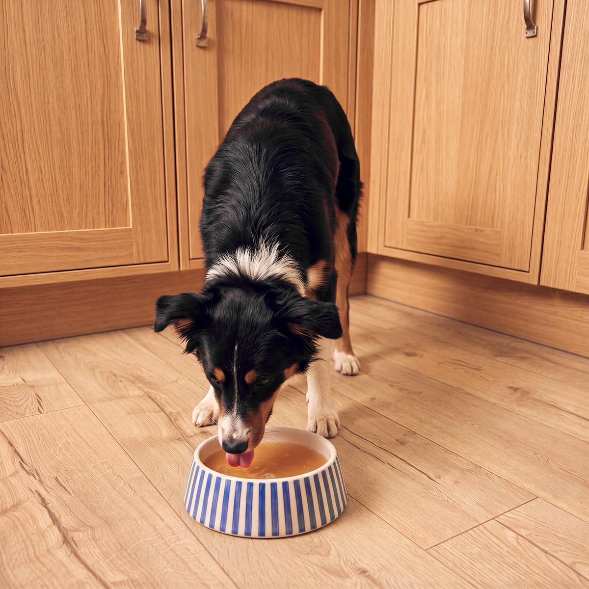A dog enjoying pumpkin from a blue-and-white striped bowl