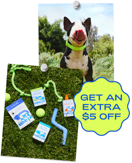 take our 2-min quiz & get personalized picks for your pup